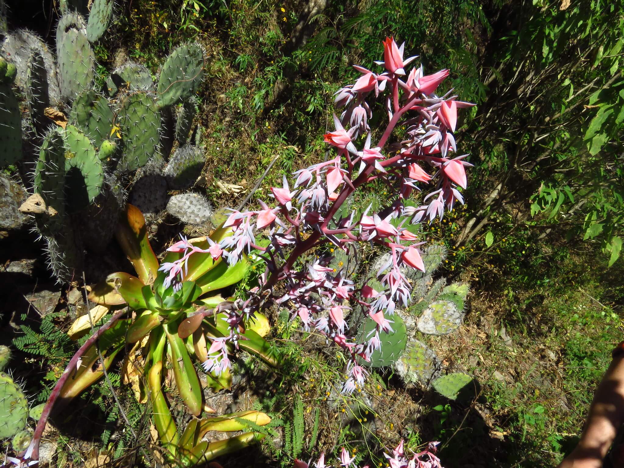 Echeveria dactylifera